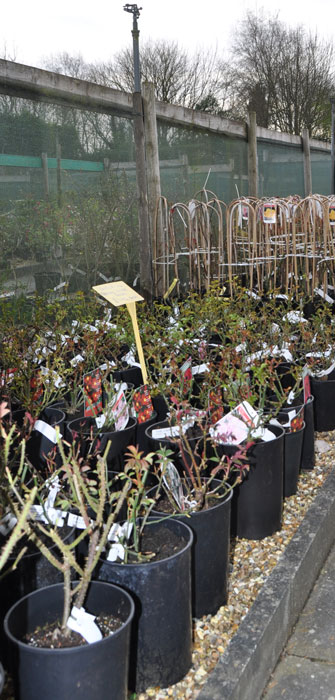 Farthing Common Plant Centre pots